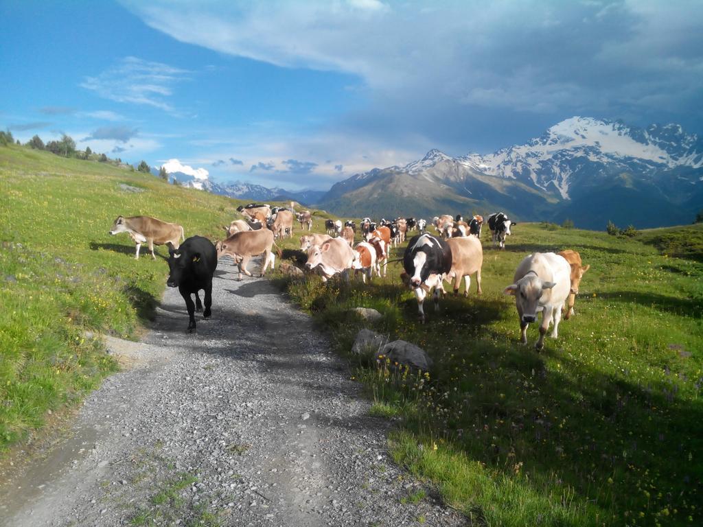 Agriturismo Raethia Isolaccia Exteriér fotografie