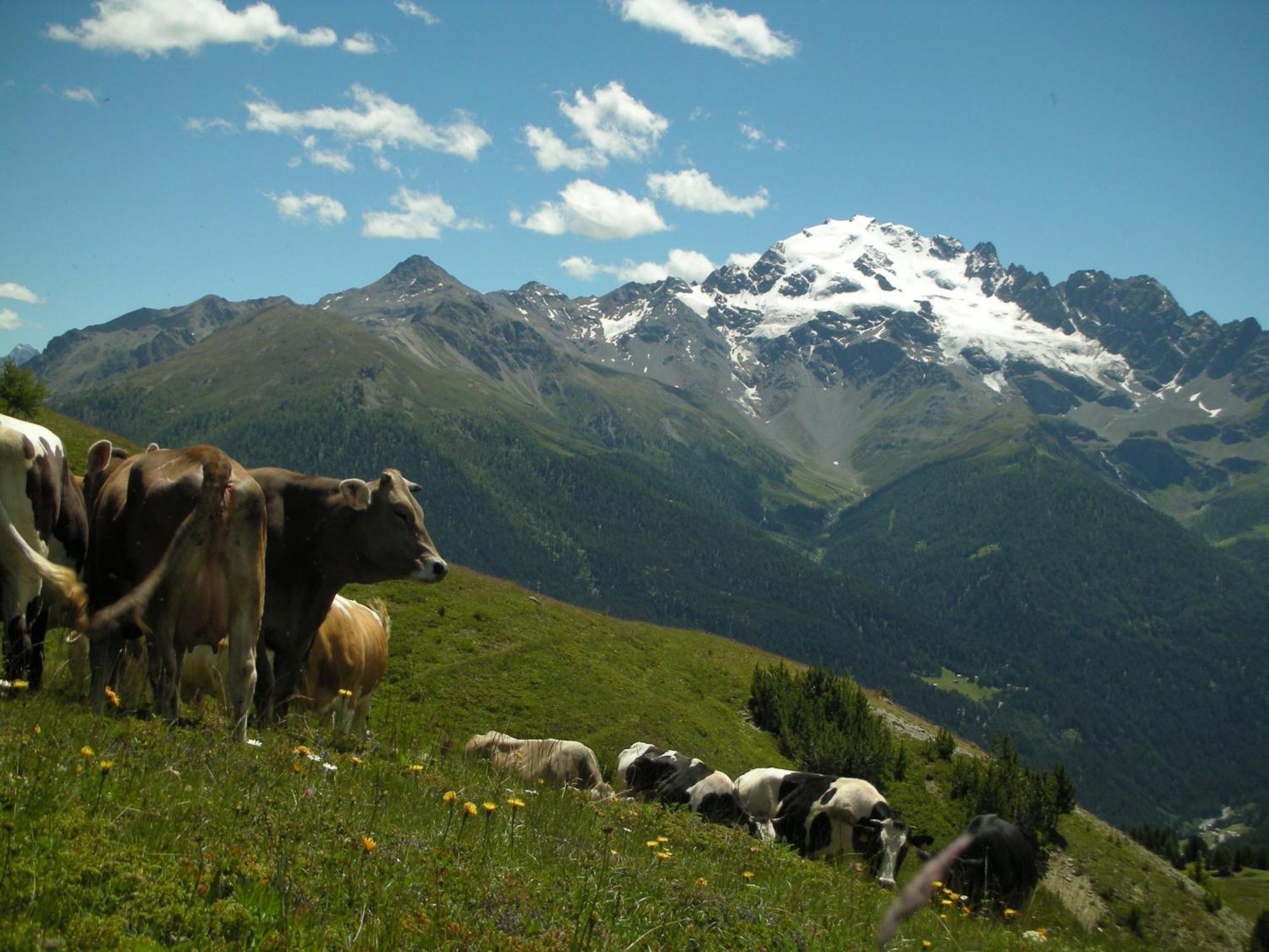 Agriturismo Raethia Isolaccia Exteriér fotografie