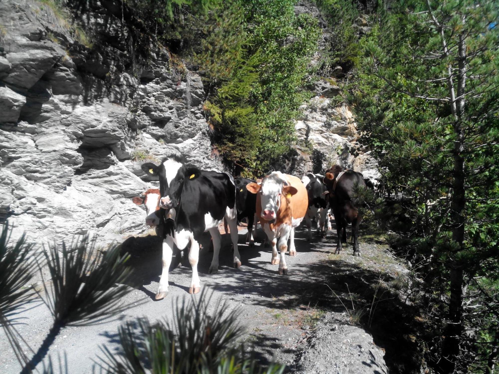 Agriturismo Raethia Isolaccia Exteriér fotografie