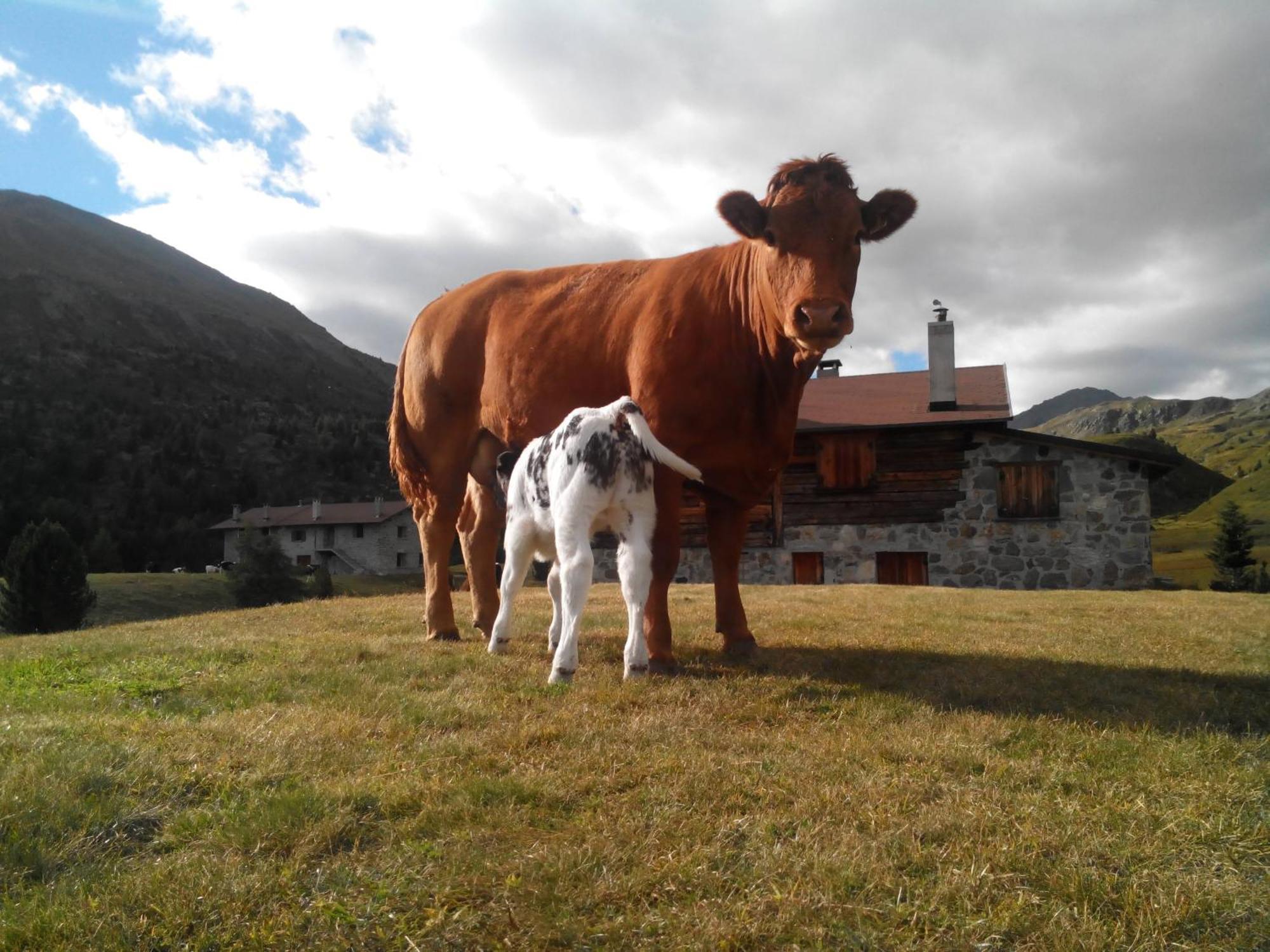 Agriturismo Raethia Isolaccia Exteriér fotografie