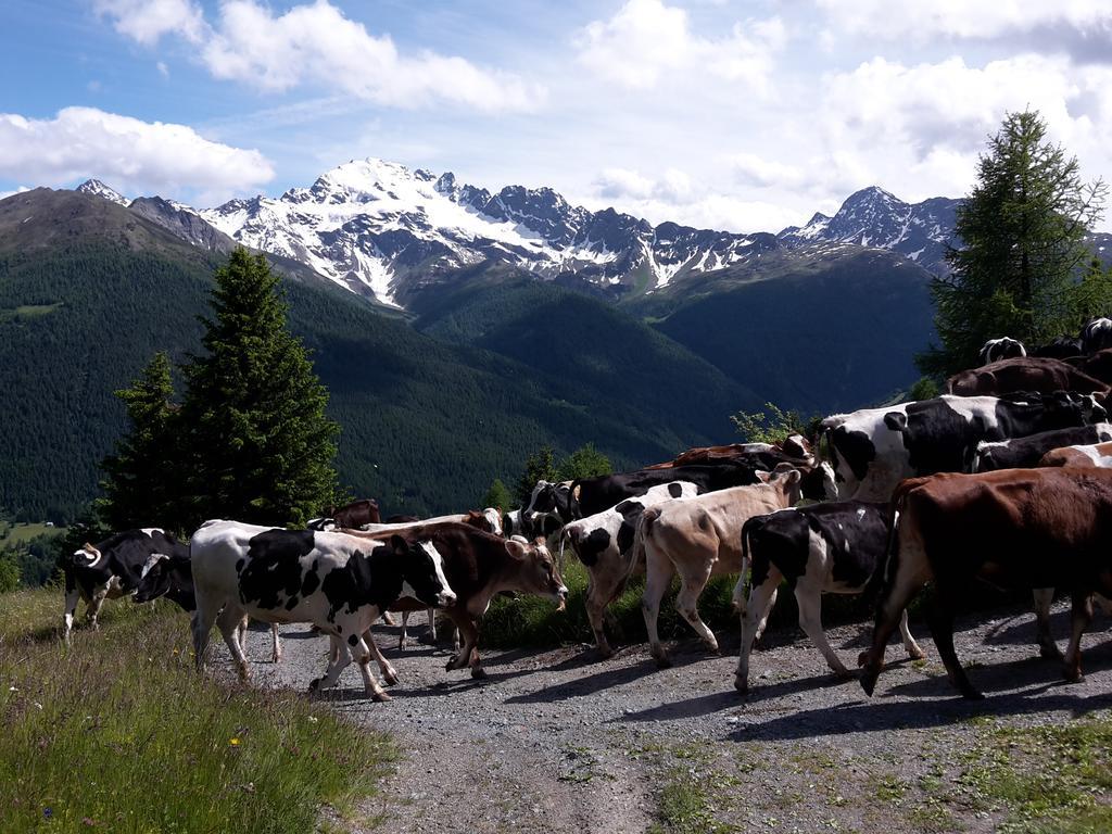 Agriturismo Raethia Isolaccia Exteriér fotografie