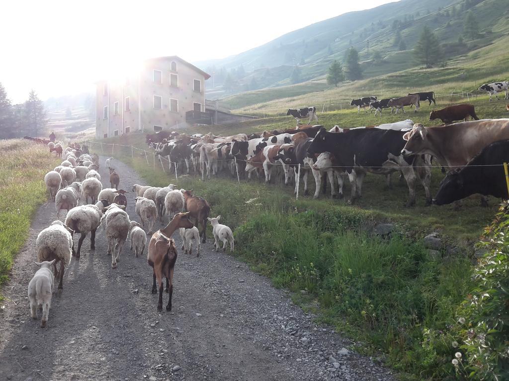 Agriturismo Raethia Isolaccia Exteriér fotografie